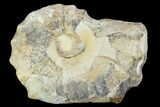 Cut/Polished Calycoceras Ammonite (Half) - Texas #93541-1